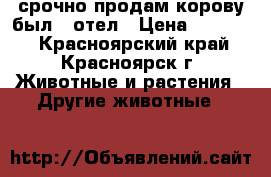 срочно продам корову был 1 отел › Цена ­ 40 000 - Красноярский край, Красноярск г. Животные и растения » Другие животные   